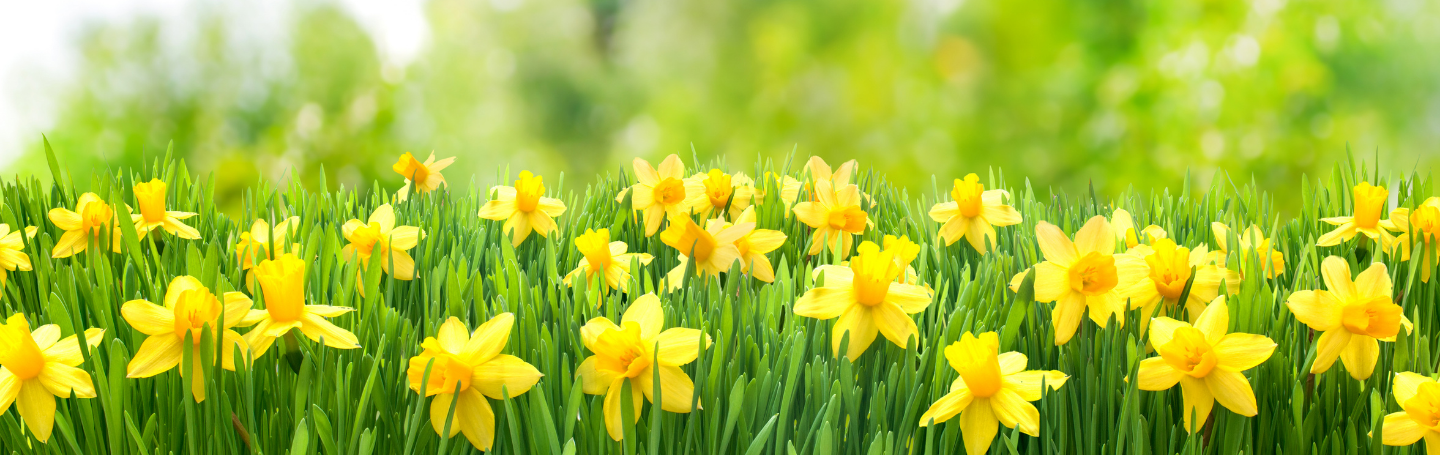 Spring Flowers